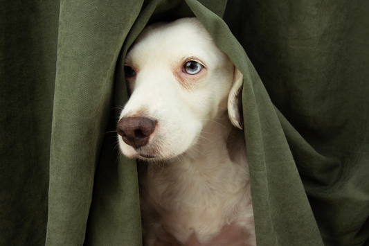 scared dog